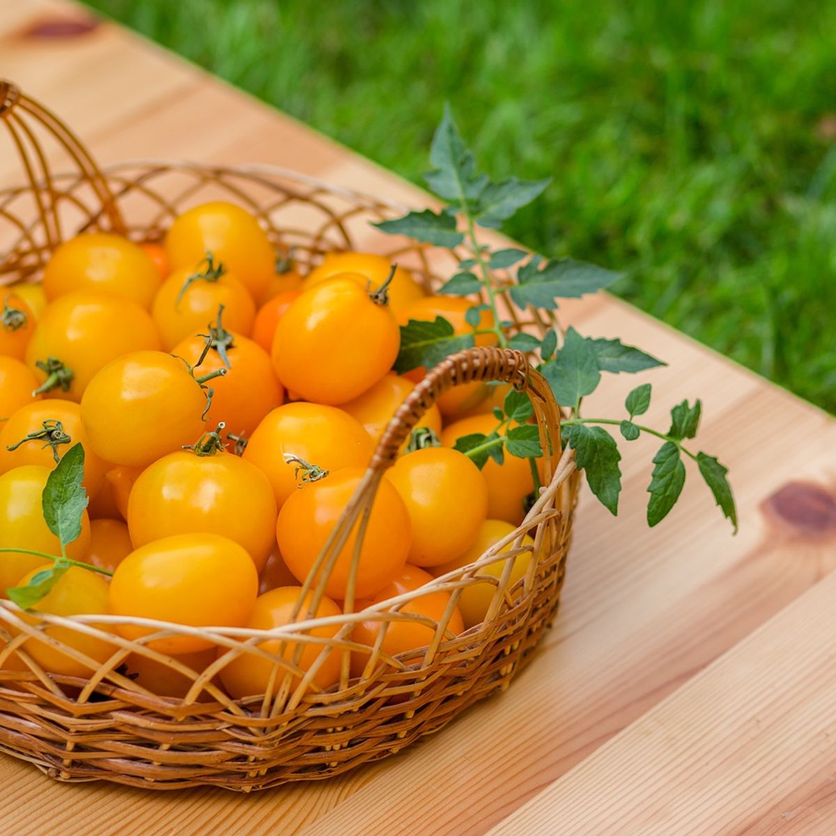 Semente Tomate Yashi Feltrin, marca  - Foto 2
