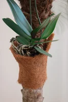 Fibra de Coco 16x95cm Top Garden