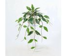 Planta Artificial Hera Variegada