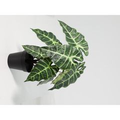 Planta Artificialificial Alocasia