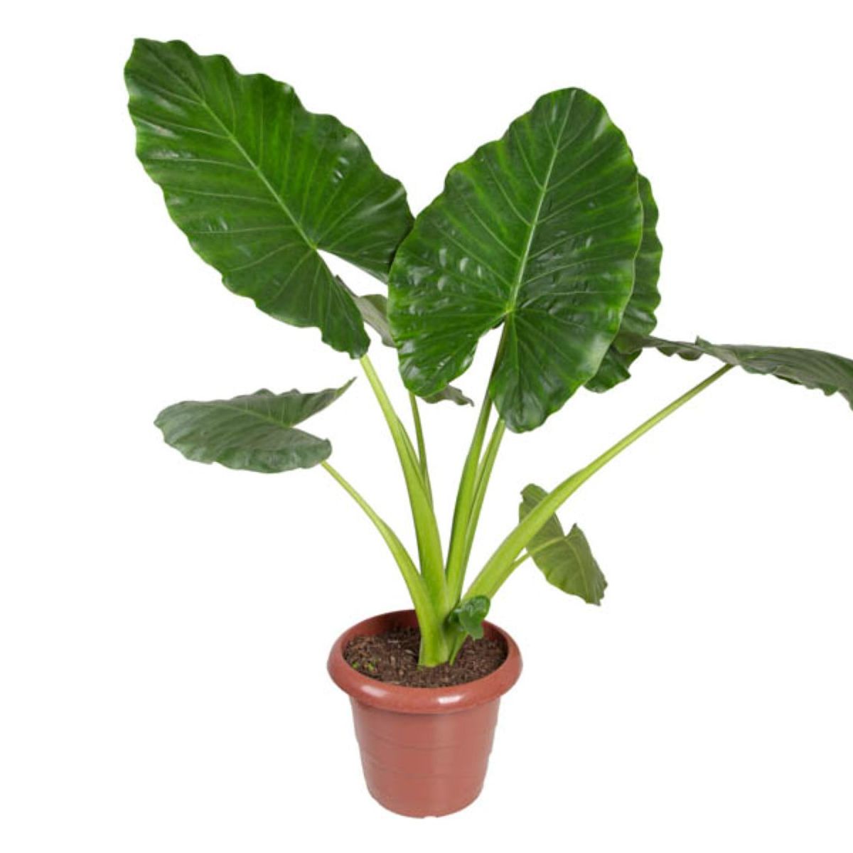 Alocasia Macrorrhizos P30 Timlog, marca Timlog - Foto Principal