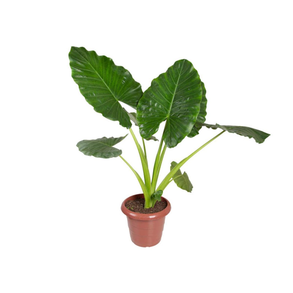 Alocasia Macrorrhizos P30 Timlog, marca Timlog - Foto Principal