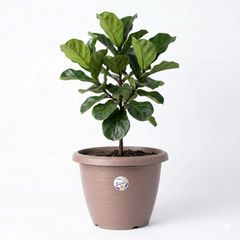 Vaso Siena 40x30,55cm Tabaco Okla
