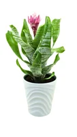 Aechmea Fasciata Pote 12 Vaso Cerâmico