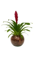 Bromelia Vrisea Pote 12