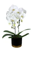 Orquidea Phalaeneopsis Cascata 2 Haste Pote 15 Vaso Cerâmico