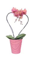 Orquídea Phalaeneopsis Coracao Pote 12 Vaso Cerâmico