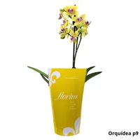 Orquídea Phalaeneopsis Pote 09 Florim