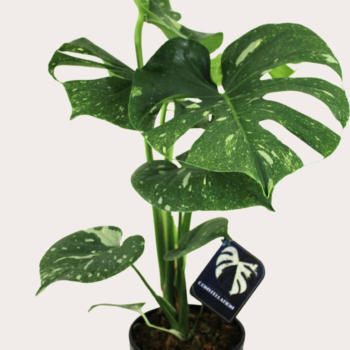 Monstera Thai Constelation Pote 17 Vaso Cerâmico, marca Timlog - Foto Principal