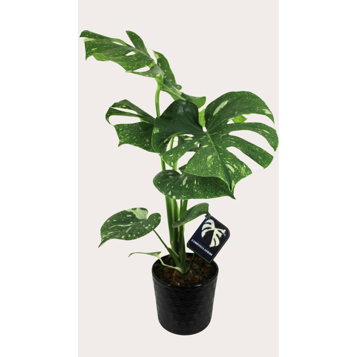 Monstera Thai Constelation Pote 17 Vaso Cerâmico, marca Timlog - Foto Principal