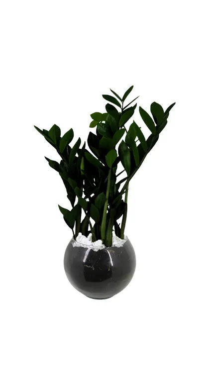 Zamioculca Black Pote 17 Vaso de Vidro | Sodimac