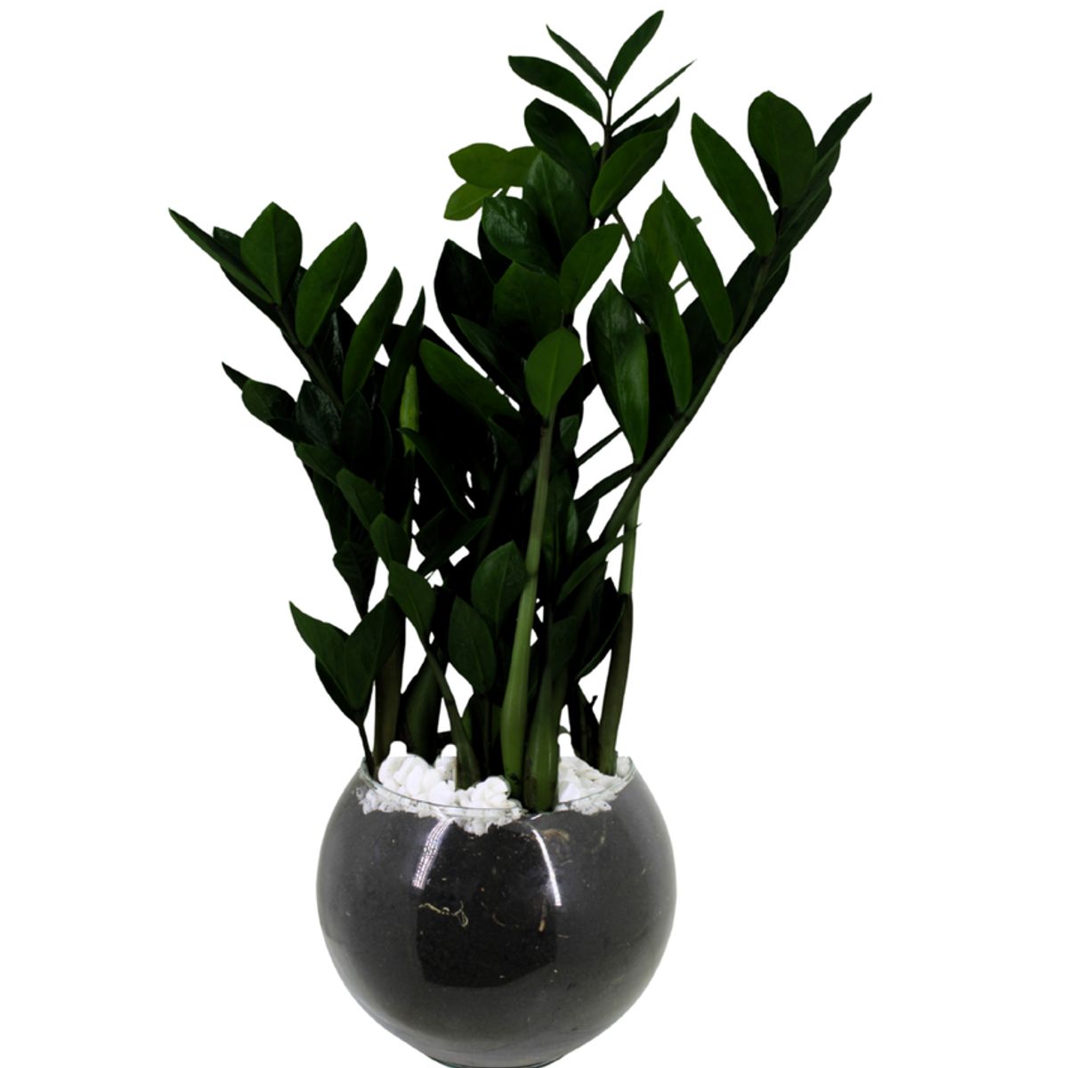 Zamioculca Black Pote 17 Vaso de Vidro, marca Timlog - Foto Principal