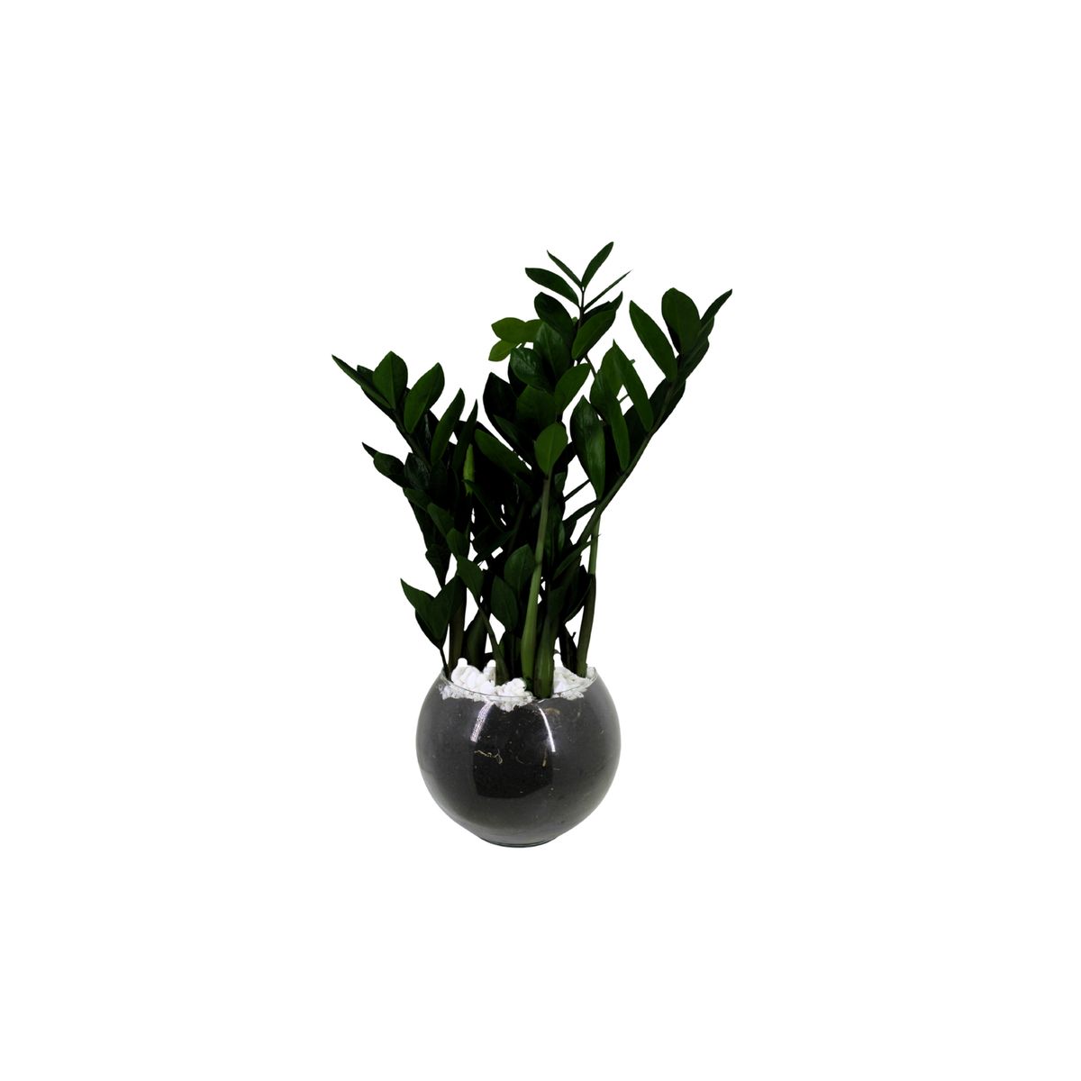 Zamioculca Black Pote 17 Vaso de Vidro, marca Timlog - Foto Principal
