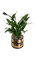 Spathyphillum Pote 15 Cachepot Madeira