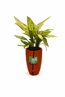 Dieffenbachia Pote 24 Brota