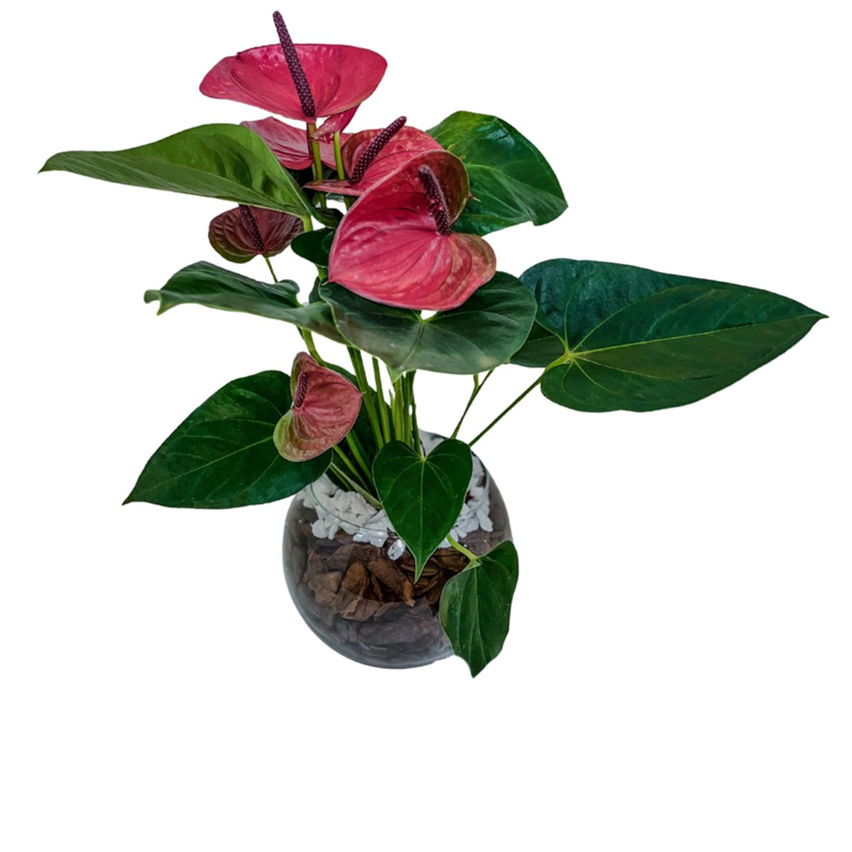 Anthurium Pote 15 Vaso de Vidro, marca Timlog - Foto Principal
