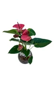 Anthurium Pote 15 Vaso de Vidro