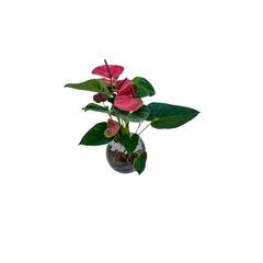 Anthurium Pote 15 Vaso de Vidro