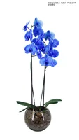 Phalaeneopsis Azul 2 Haste Pote 12 Vaso de Vidro Timlog