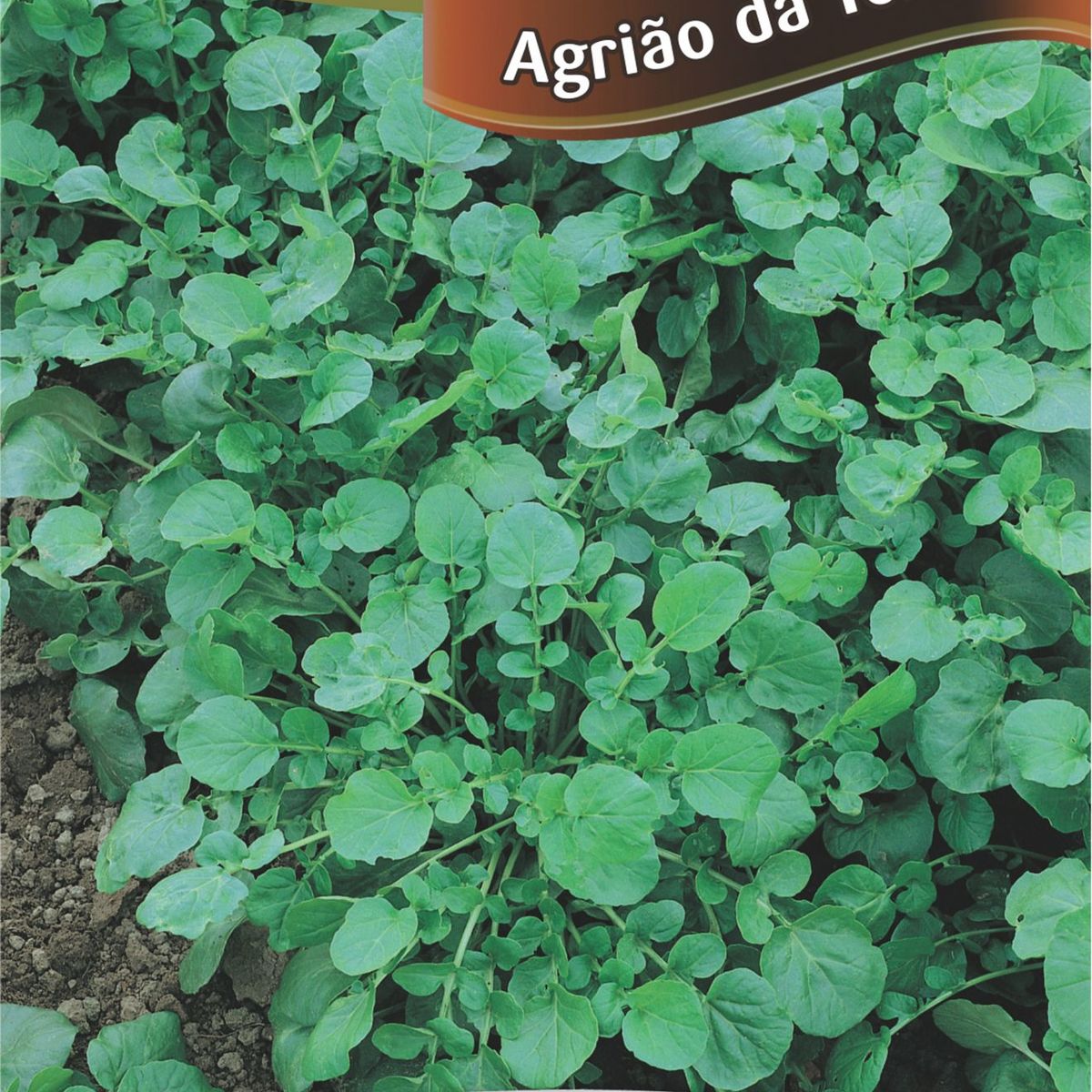 Semente Horta Agrião de Terra, marca Topseed Garden - Foto Principal
