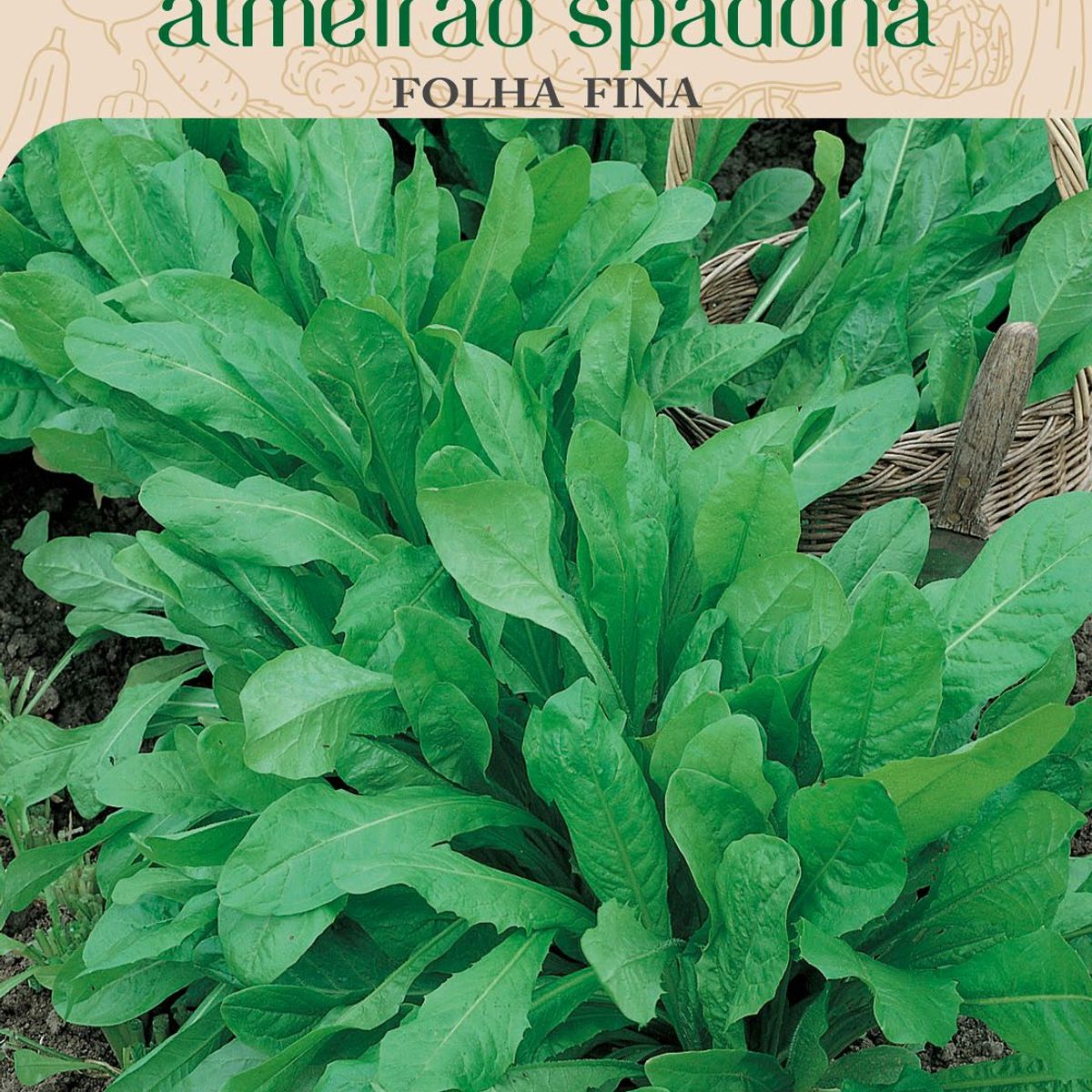 Semente Horta Almeirão Spadona, marca Topseed Garden - Foto Principal
