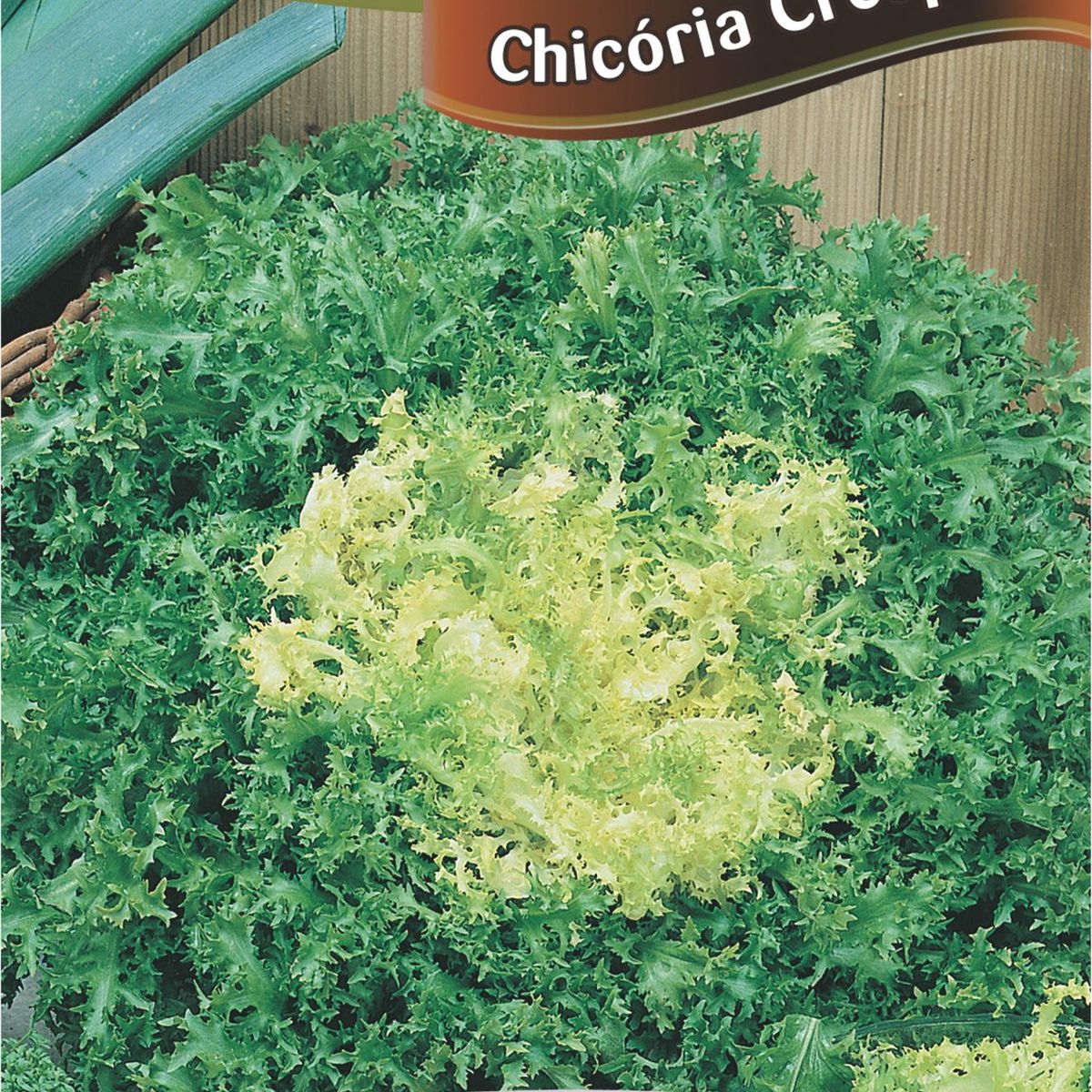 Semente Horta Chicória Crespa, marca Topseed Garden - Foto Principal