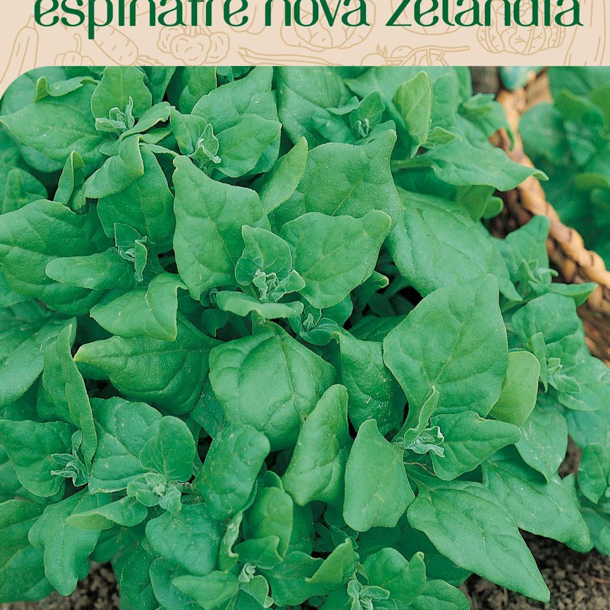 Semente Horta Espinafre Nova Zelândia, marca Topseed Garden - Foto Principal
