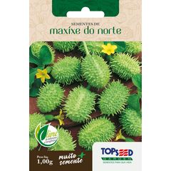 Semente Horta Maxixe do Norte