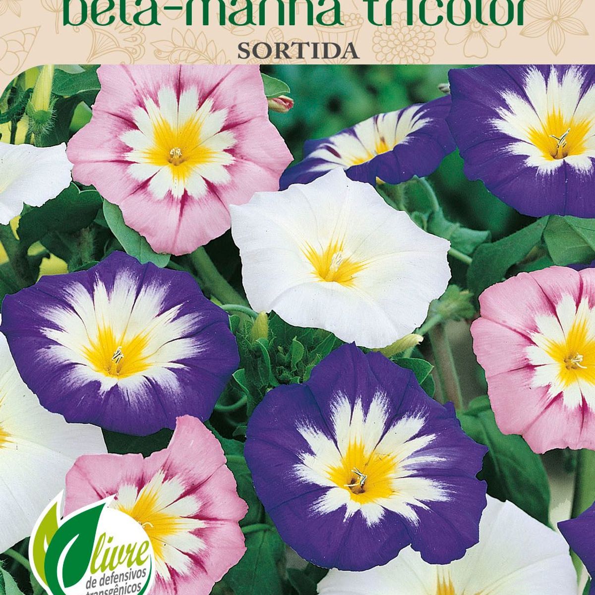Semente Flor Bela-Manhã Tricolor, marca Topseed Garden - Foto Principal
