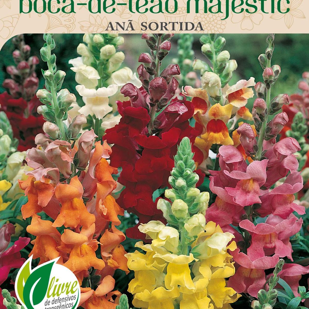 Semente Flor Boca-de-Leão Anã Majestic, marca Topseed Garden - Foto Principal