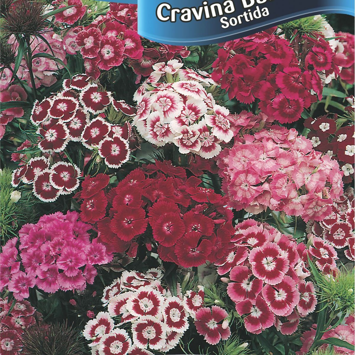 Semente Flor Cravina Barbatus Sortida, marca Topseed Garden - Foto Principal
