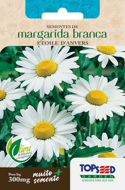 Semente Flor Margarida Etoile D' Anvers, Branca