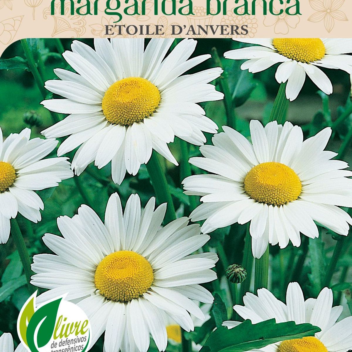 Semente Flor Margarida Etoile D' Anvers, Branca, marca Topseed Garden - Foto Principal