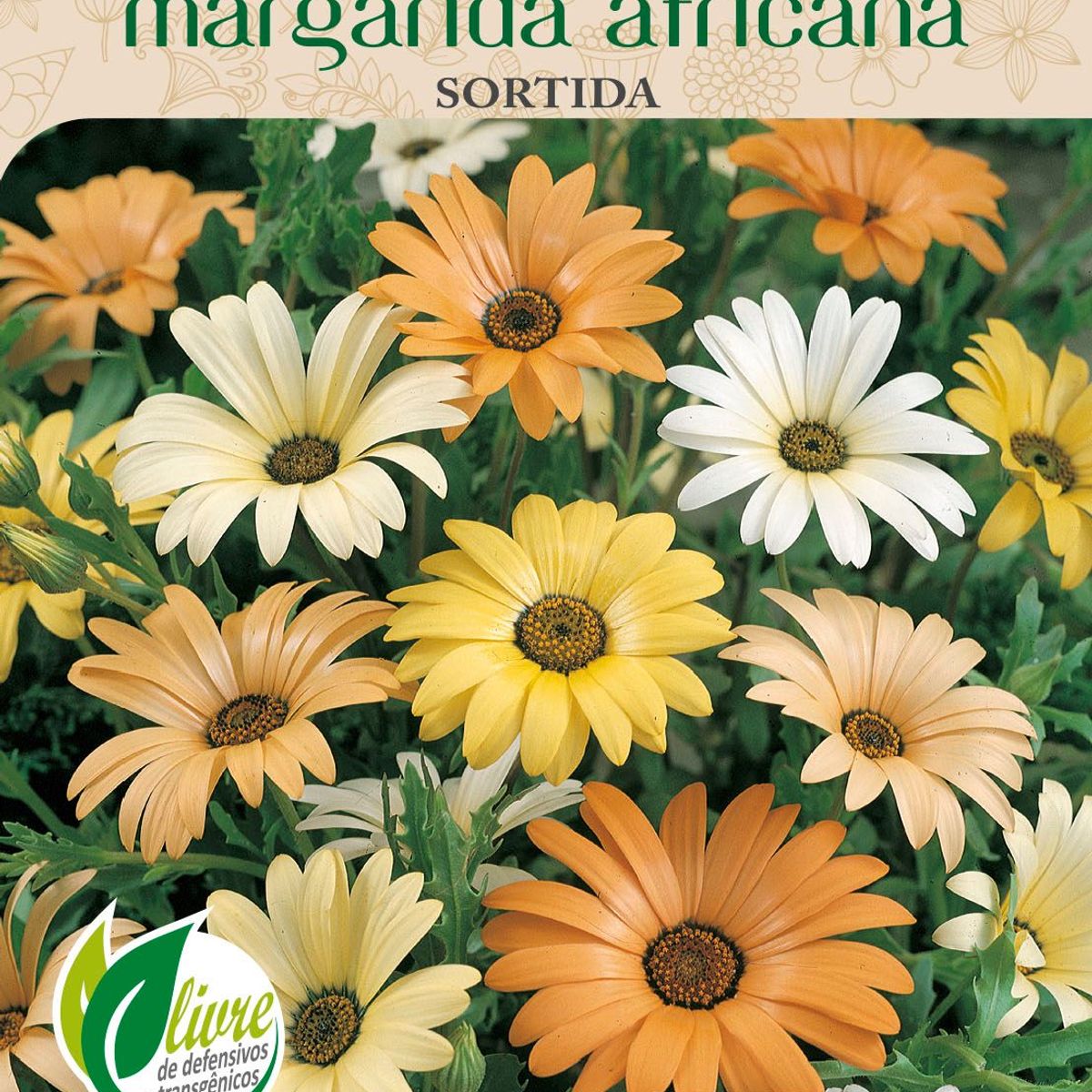 Semente Flor Margarida Africana, marca Topseed Garden - Foto Principal