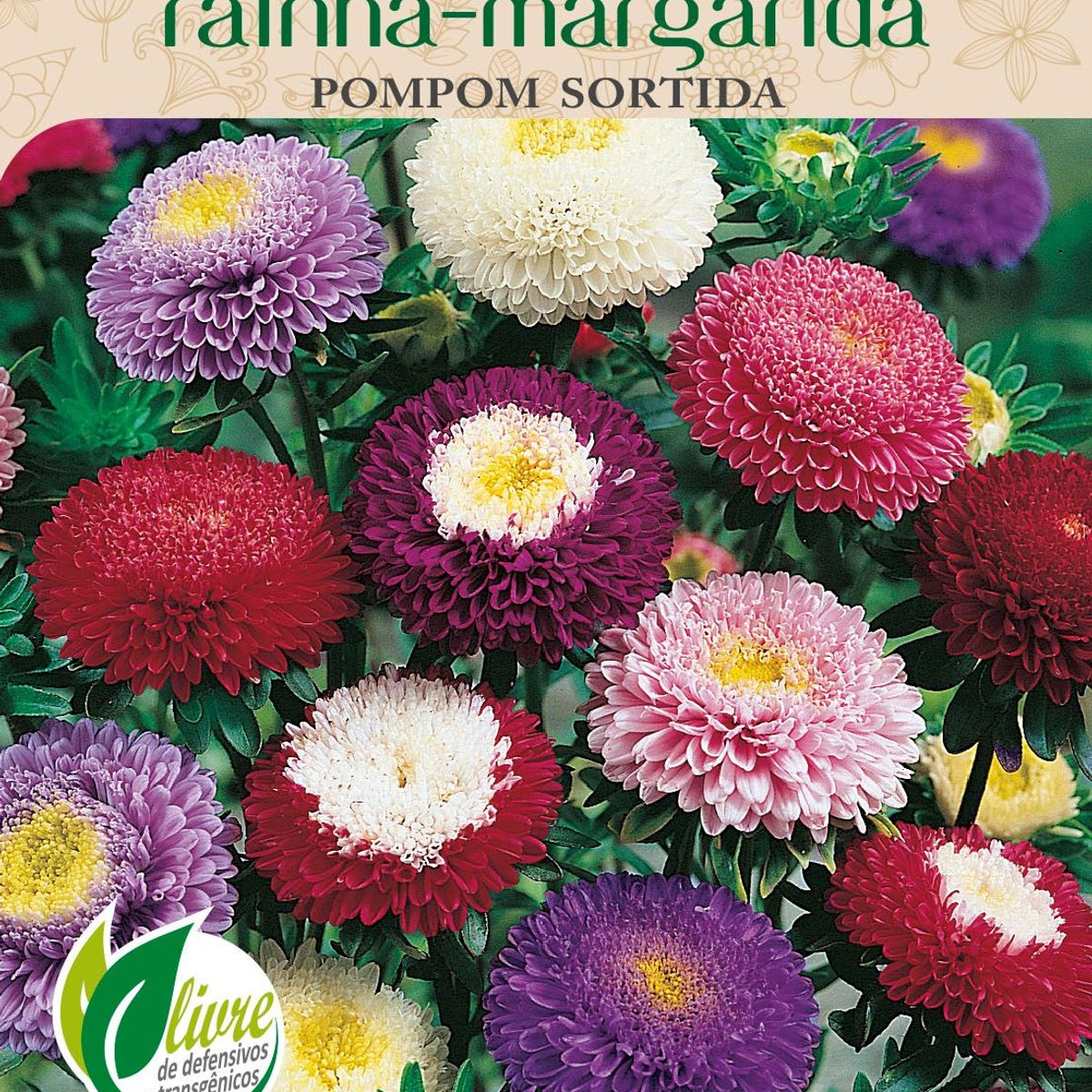 Semente Flor Rainha-Margarida Pompom, marca Topseed Garden - Foto Principal