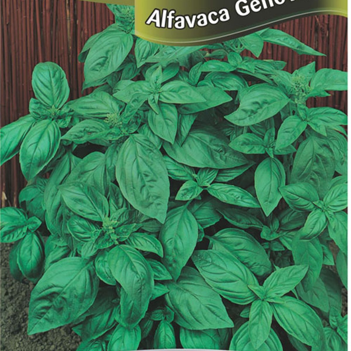 Semente Erva Alfavaca Genovese, marca Topseed Garden - Foto Principal
