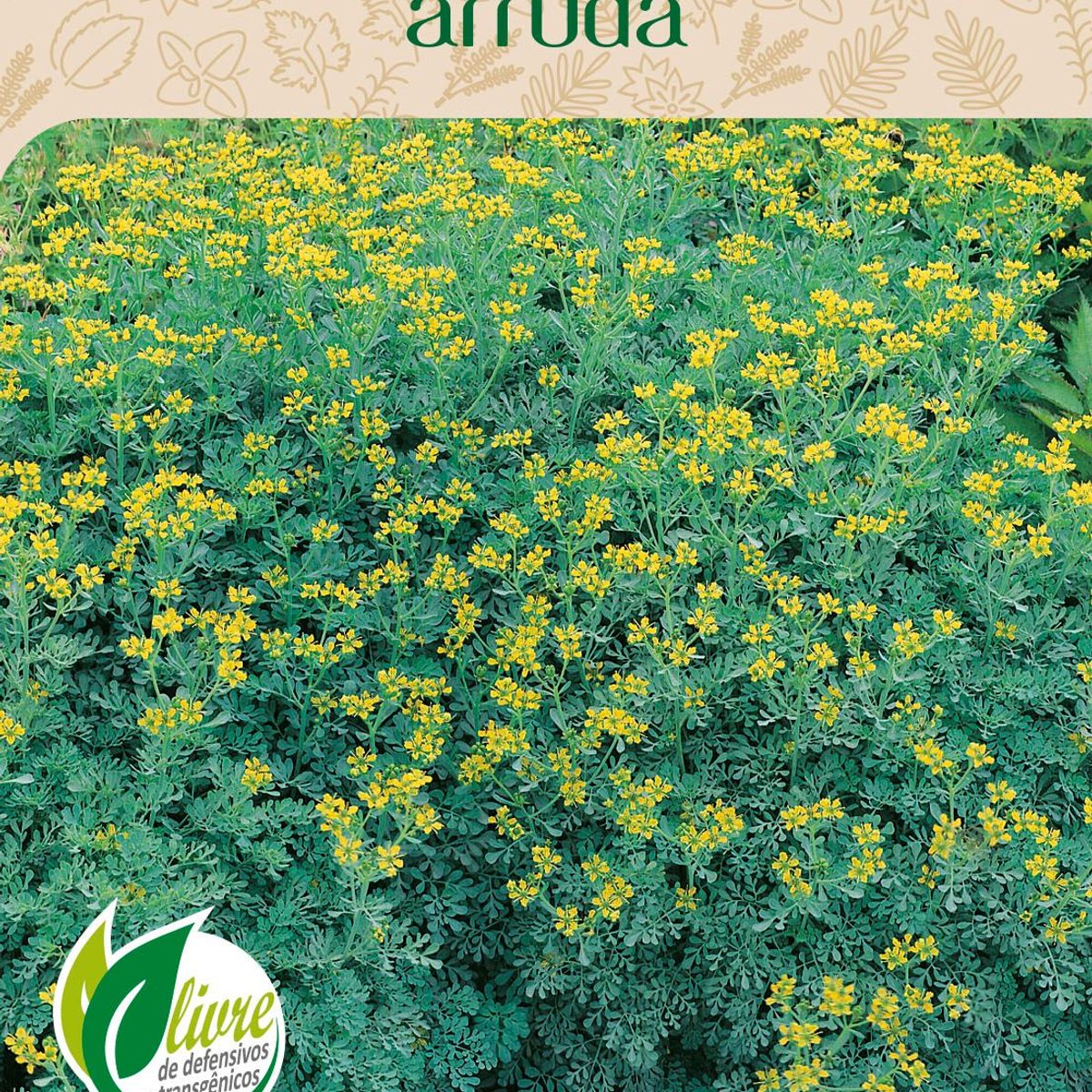 Semente Erva Arruda, marca Topseed Garden - Foto Principal