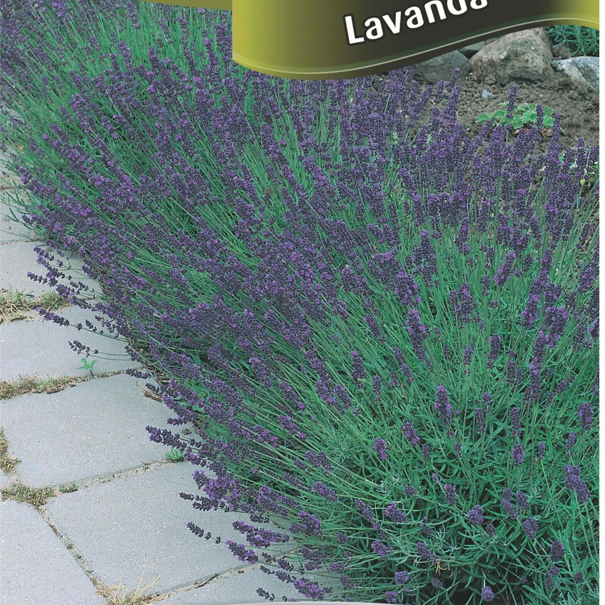 Semente Erva Lavanda, marca Topseed Garden - Foto Principal