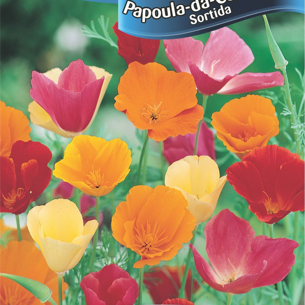 Semente Flor Papoula-Califórnia, Sortida, marca Topseed Garden - Foto Principal