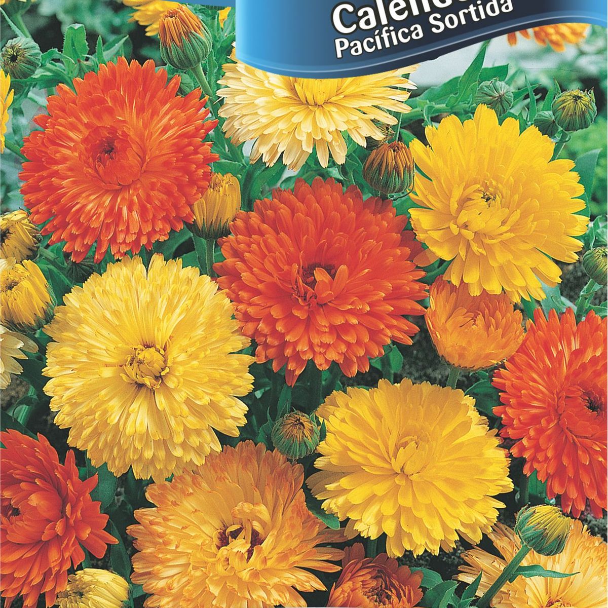 Semente Flor Calêndula Pacífica, marca Topseed Garden - Foto Principal