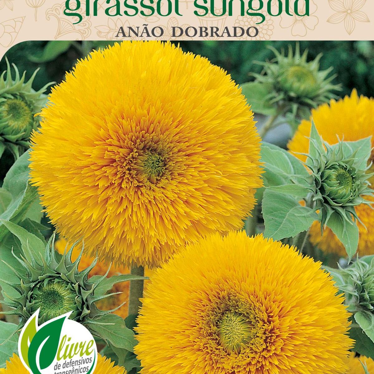 Semente Flor Girassol Anão Sungold Dobrado, marca Topseed Garden - Foto Principal