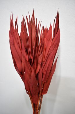 Capim Navalha