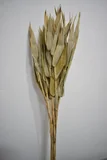 Capim Navalha Natural