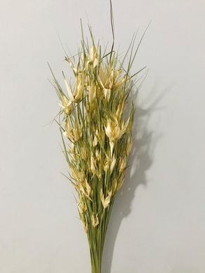 Capim Estrelinha