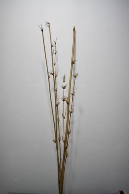 Bambu Estrela Natural