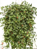 Abutilon C26 Verde