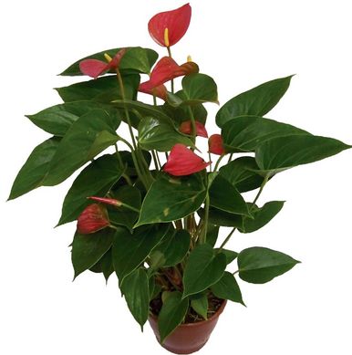 Anthurium Porte 15