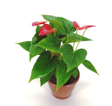 Anthurium Porte 12
