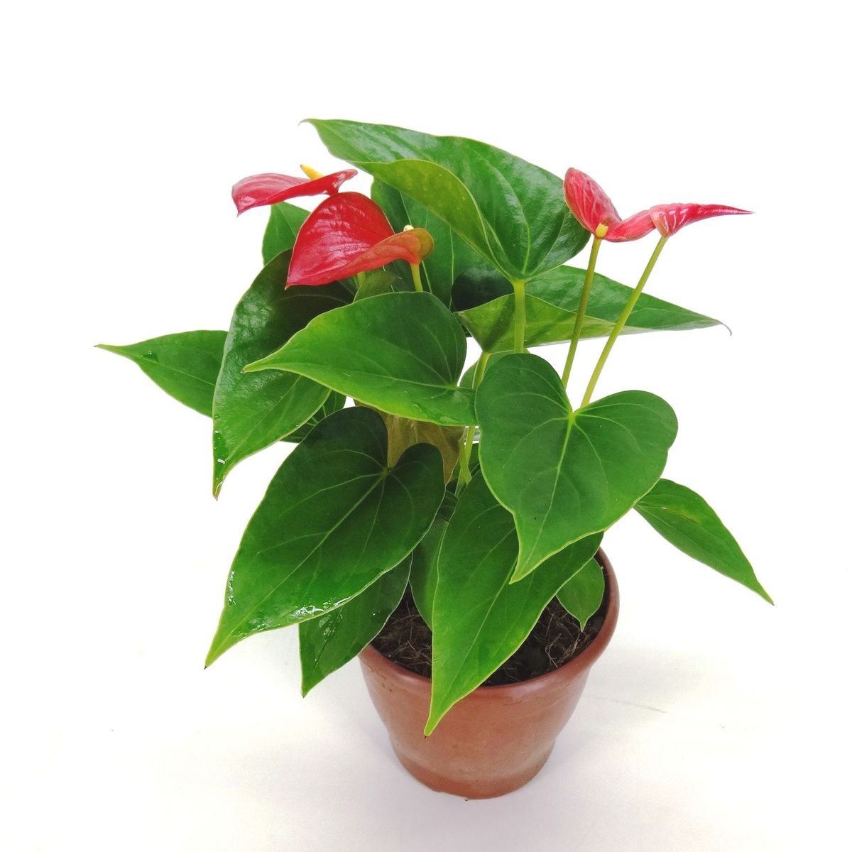 Anthurium Porte 12, marca Veiling Holambra - Foto Principal