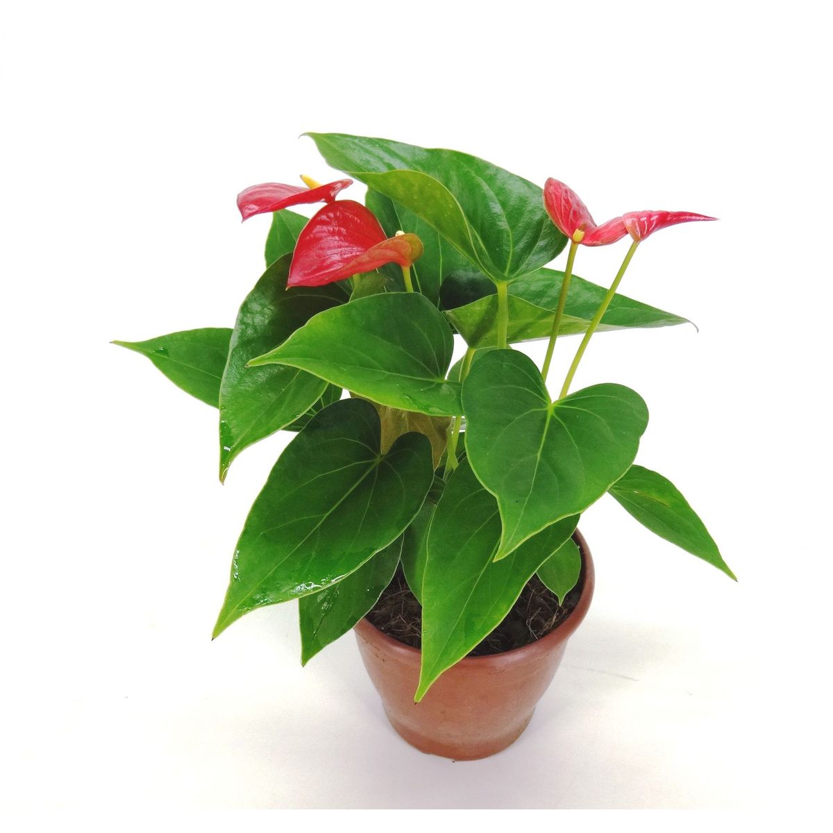 Anthurium Porte 12, marca Veiling Holambra - Foto Principal